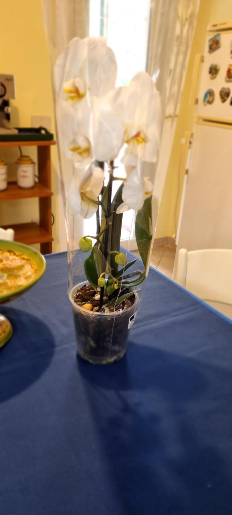 הוילה פורטופראיו Casa Orchidea מראה חיצוני תמונה